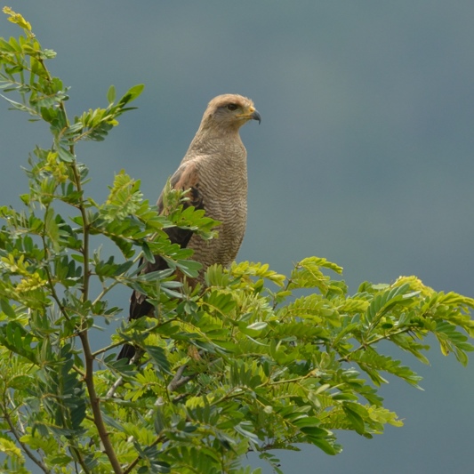 Savannebuizerd